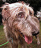 Guess What Breed?