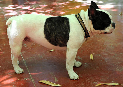 Meet Moujik, Pup of the Late Yves Saint Laurent