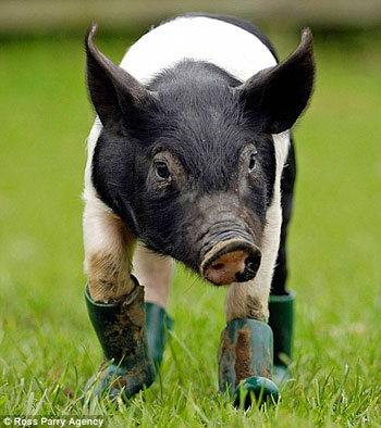 This Little Piggy Has Mysophobia