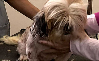 Groomer Has It Recap: "Rags to Riches"