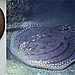 Ornate Sleeper Ray