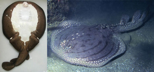 Ornate Sleeper Ray