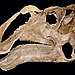 75-Million-Year-Old Giant Duck-Billed Dinosaur