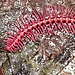 Shocking Pink Dragon Millipede