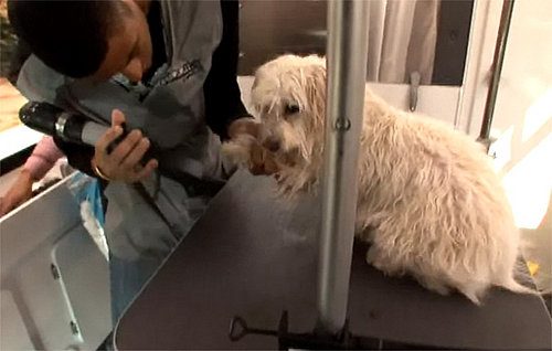 Groomer Has It Recap: "House Calls"