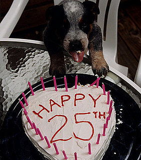 Do You Know Your Pet's Real Birth Date?