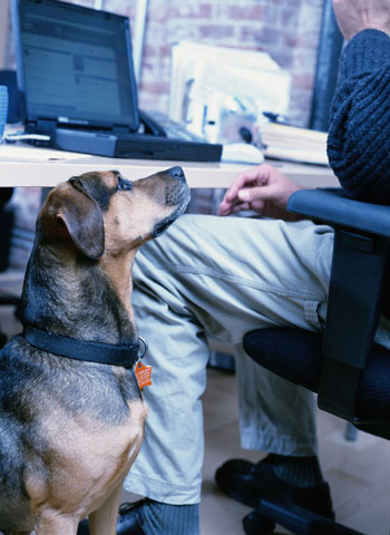 Don't Forget This If You're Bringing a Pet to Work . . .