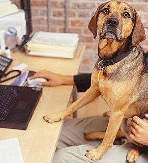 Is Your Office Celebrating Take Your Dog to Work Day?