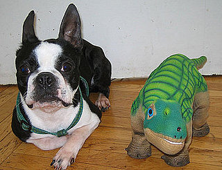 "Boston Terror" Chronicles: North vs. the Pleo