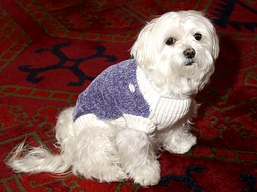Breaking News: Millionaire Maltese Loses $10,000,000!