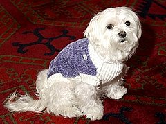 Breaking News: Millionaire Maltese Loses $10,000,000!