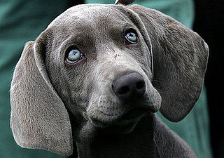 Guess What Breed