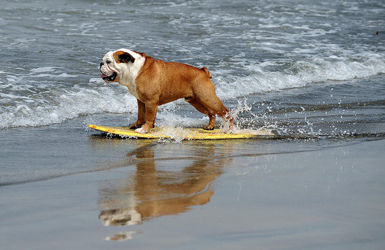 Surf Dogs Rule... Show Dogs Drool
