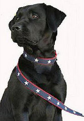 Stars and Stripes . . . For Fido. Stars and Stripes . . . For Fido.