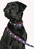 Stars and Stripes . . . For Fido.