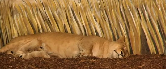 Five Fun Zoo Cams to Keep You Occupied! Five Fun Zoo Cams to Keep You Occupied!