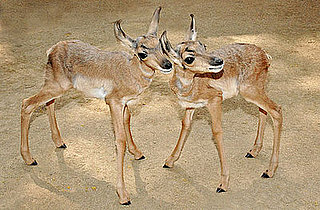 Meet the First Peninsular Pronghorns Ever Born at a Zoo! 