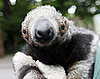 Awww! Meet Baby Giant, Adolpho