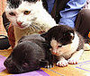 The Scoop: Cat Gives Birth to a Dog!