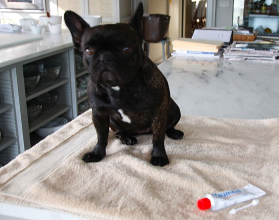 Martha Stewart Uses Traumeel On Frenchies Martha Stewart Uses Traumeel On Frenchies
