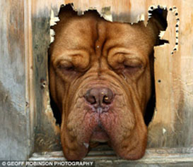 In Through the Cat Door?
