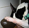Do Tell: Do You Know If Your Pet Is Left or Right Pawed?