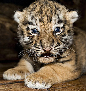 Moving Endangered Species to Save from Global Warming?