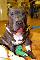 The Scoop: Dog Survives Rattlesnake Bite in Bronx The Scoop: Dog Survives Rattlesnake Bite in Bronx