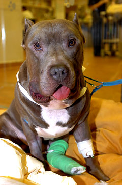 The Scoop: Dog Survives Rattlesnake Bite in Bronx