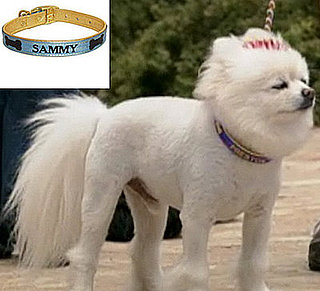 Found! Gear Enjoyed by Cast of the Greatest American Dog