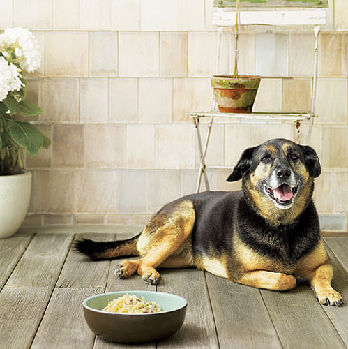 Doggie Tuna Casserole . . . It's What's for Dinner