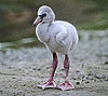 Guess What Bird?