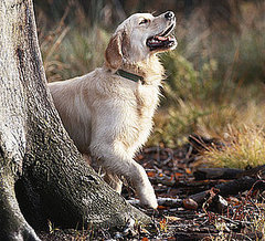Dog Days of Summer: What Is Lyme Disease Anyway? Dog Days of Summer: What Is Lyme Disease Anyway?