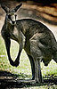 The Scoop: Dog Saves Woman From Meany Kangaroo