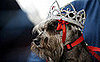 Who's Crowned Miss Canine Costa Rica?