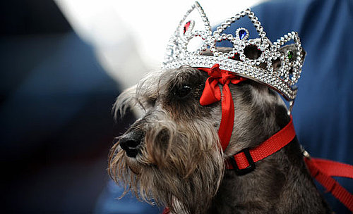 Who's Crowned Miss Canine Costa Rica?