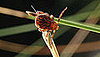 Dog Days of Summer: How to Remove a Tick