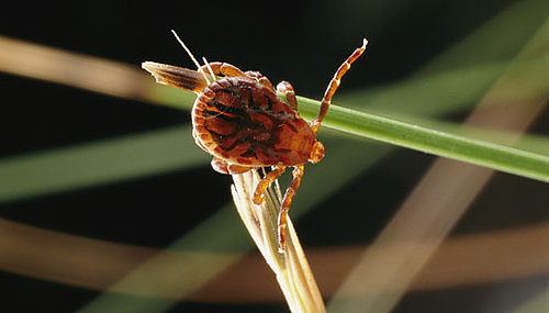 Dog Days of Summer: How to Remove a Tick