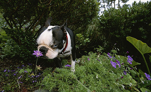 Dog Days of Summer: Just Say No to Cocoa Mulch