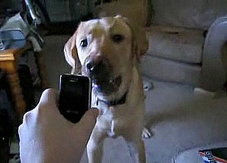 Dog Not That Into Technology