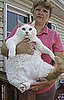Someone Needs to Own Up to Fat Cat: In the LINK of an Eye!