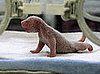 Guess What Animal?
