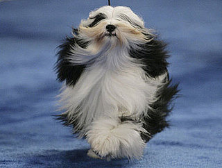 Guess What Breed?
