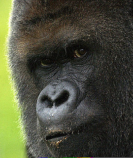 Bananas!? 70 Percent of Asia's Primates Are Endangered