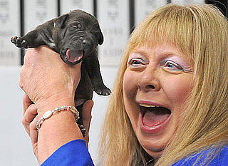 The Scoop: First Cloned Pet Dogs Make Their Debut in Korea!