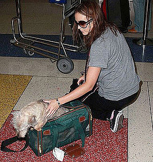 Found! Leighton Meester's Doggie Bag