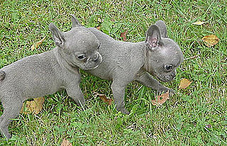 Globetrotters: Meet True Blue French Bulldog Pups