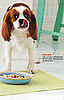 Turkey Pot Hold-the-Pie – A Delish Dish For Dogs