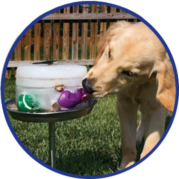 Want to Treat Your Dog Like a Zoo Animal?