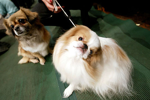 Guess What Breed?